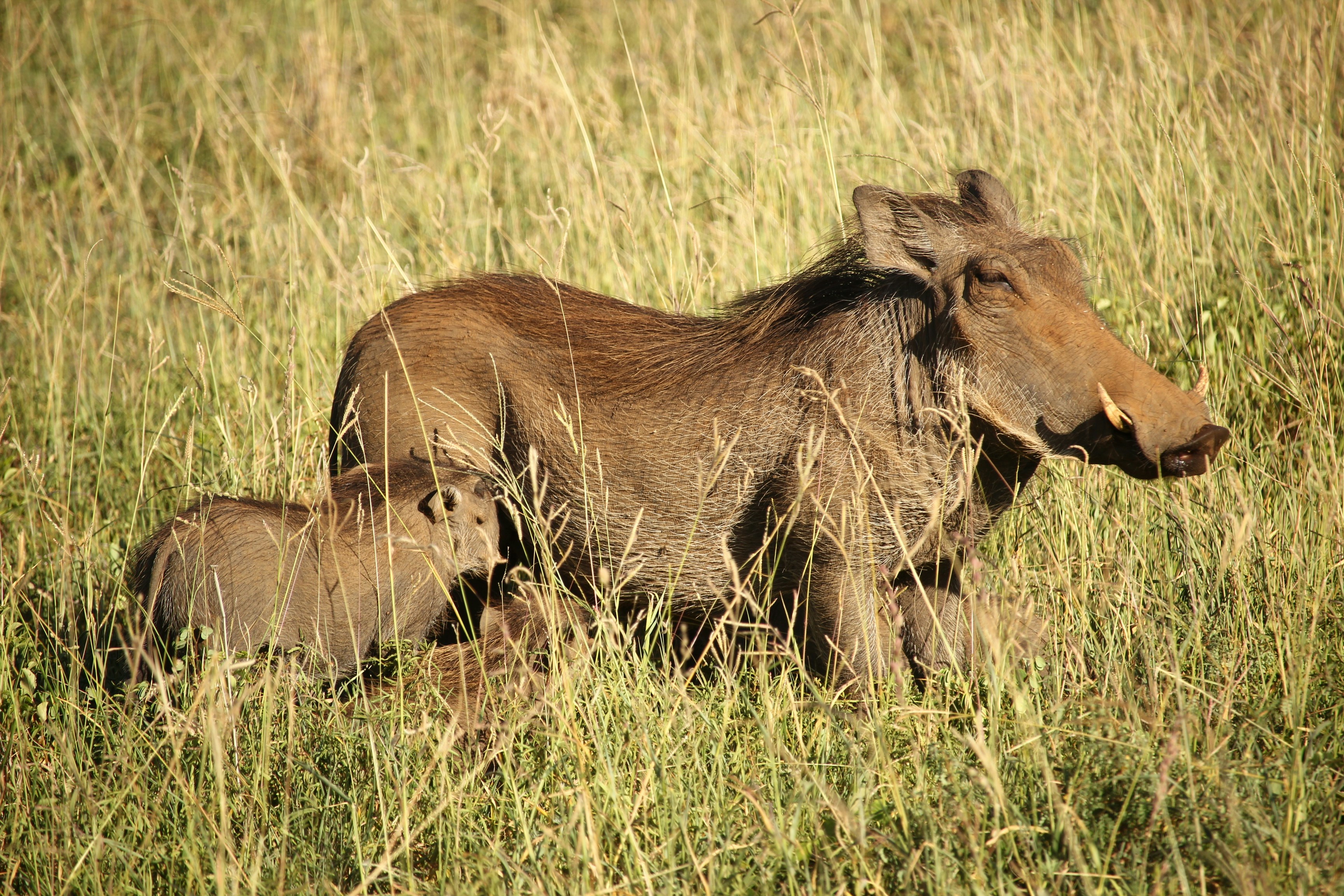 Wildlife Photography